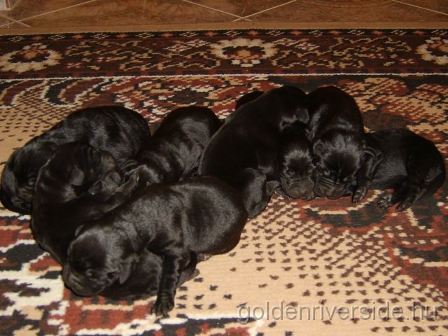 S6002784 kicsi.jpg - Labrador kiskutyk hrom naposan.